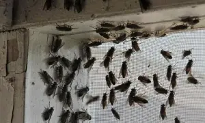 Muchy na elewacji domu – czy to normalne? Jak je zwalczyć i zapobiec?