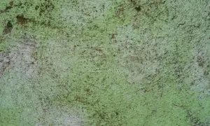 Dlaczego elewacja zielenieje? Odkryj przyczyny i skuteczne rozwiązania