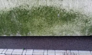 Jak skutecznie zmyć glony z elewacji? Sprawdzone metody i porady