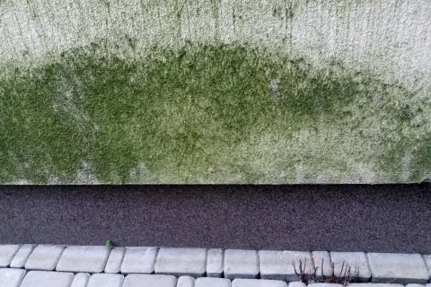 Jak skutecznie zmyć glony z elewacji? Sprawdzone metody i porady
