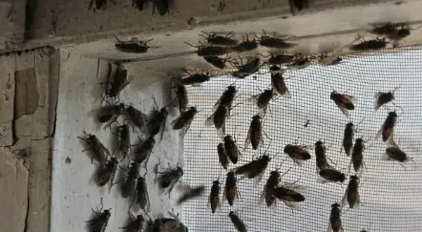 Muchy na elewacji domu – czy to normalne? Jak je zwalczyć i zapobiec?