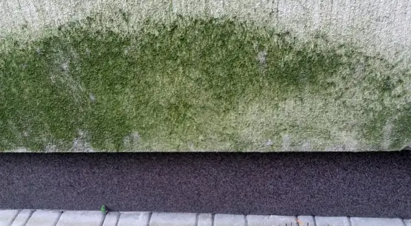Jak skutecznie zmyć glony z elewacji? Sprawdzone metody i porady