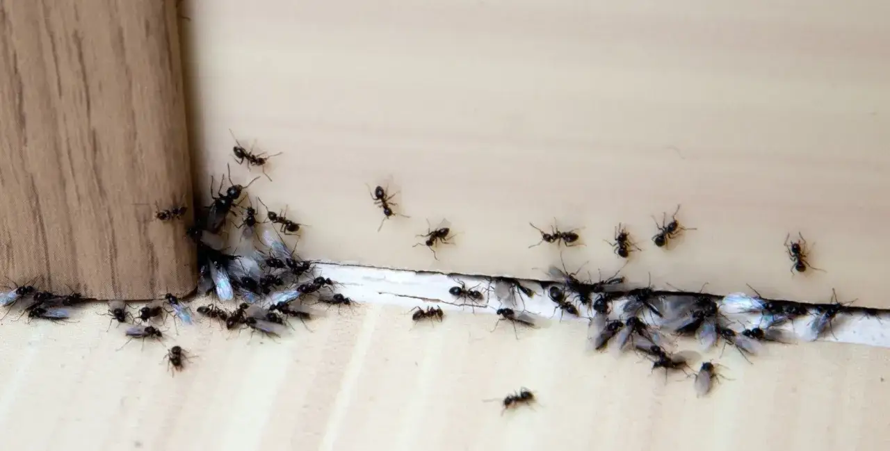 Zdjęcie Jak pozbyć się mrówek z elewacji? Skuteczne metody i porady dla Ciebie
